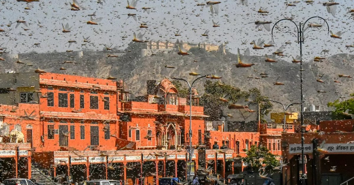 Like An Apocalyptic Movie: Swarms Of Locusts Invaded India