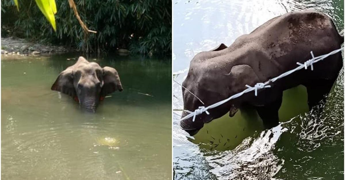 Utmost Cruelty: Pregnant Elephant Died In Terrible Pain After Someone Fed Her Pineapple Filled With Explosives