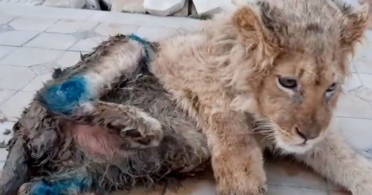 Disgusting Human Cruelty: Baby Lion Tortured, Legs Broken So That He Couldn't Run Away From Tourists