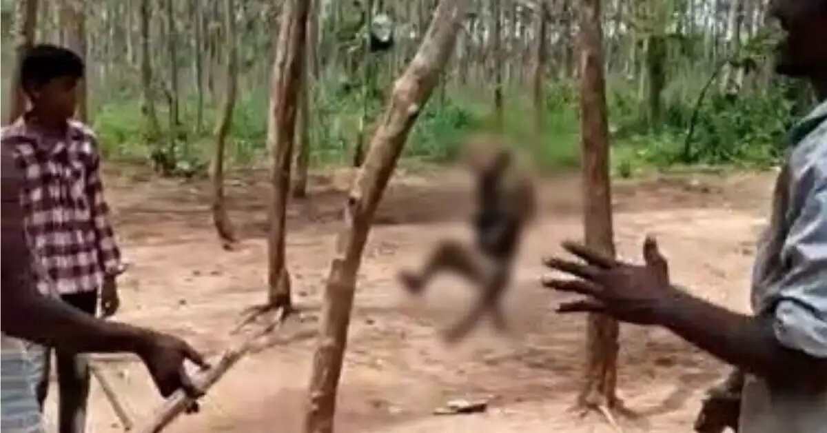 Animal Cruelty: Monkey Hanged To Death In Telangana, Video Went Viral Online