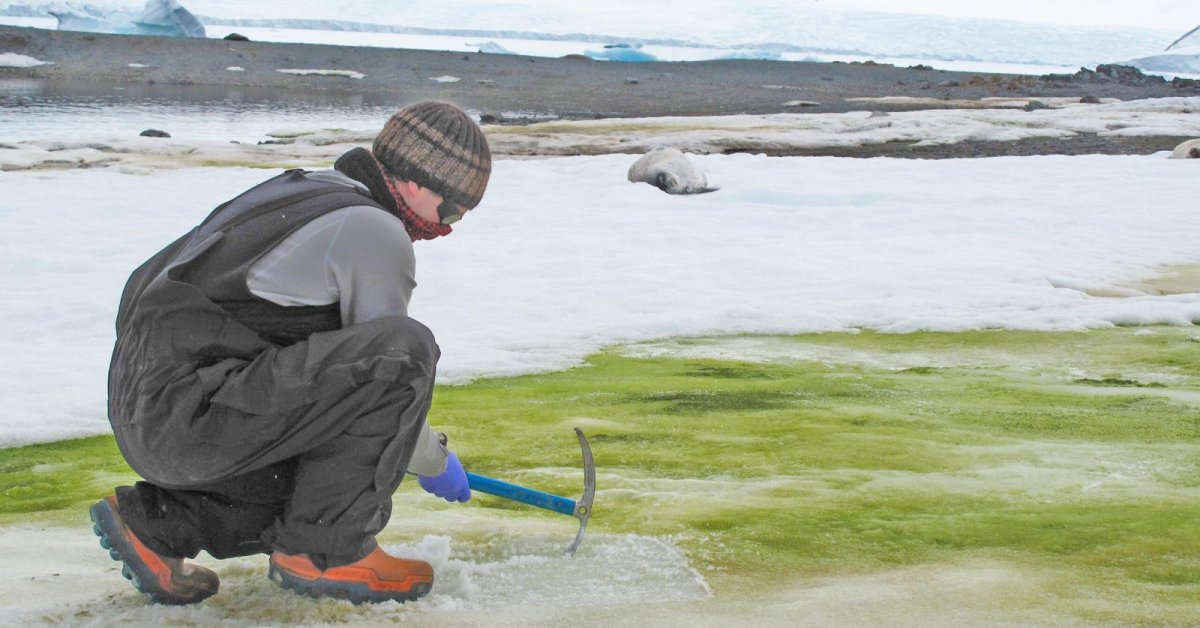 Antarctica, The Coldest Place On Earth, Is Turning Green