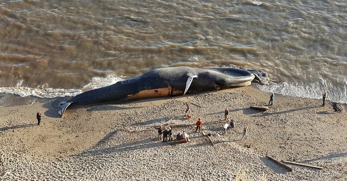 75Ft Giant Dead Blue Whale Washed Up Near A Beach In Indonesia