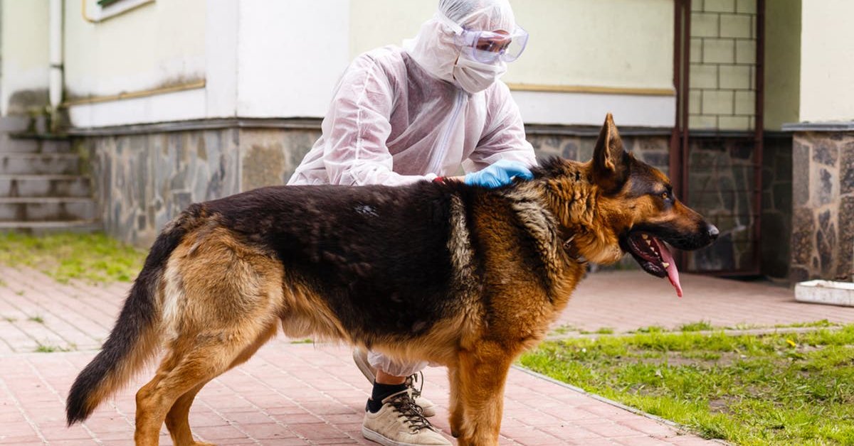 German Sniffer Dogs Can Detect COVID19 Patients With Great Accuracy