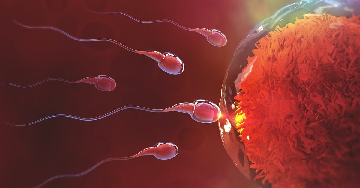 we-misunderstood-how-sperm-swims-for-340-years-here-s-the-truth