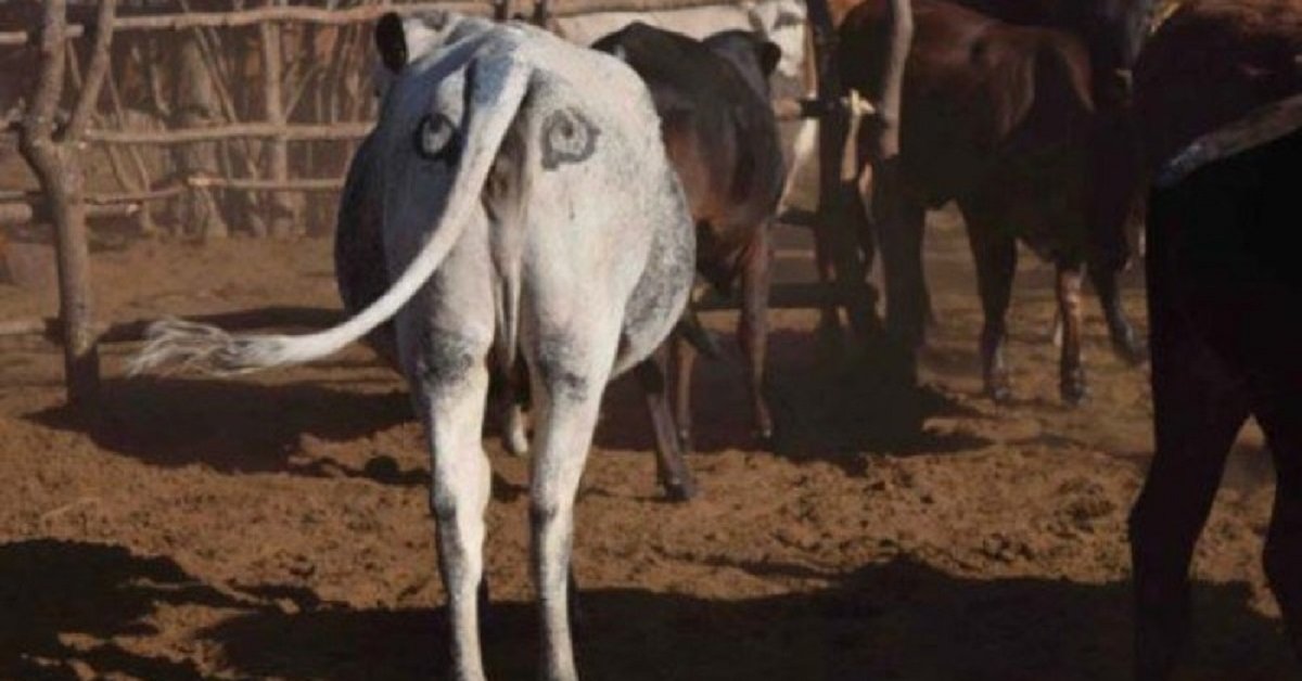 Painting Eyes On A Cow's Butt Saves It From Being Attacked By Predators