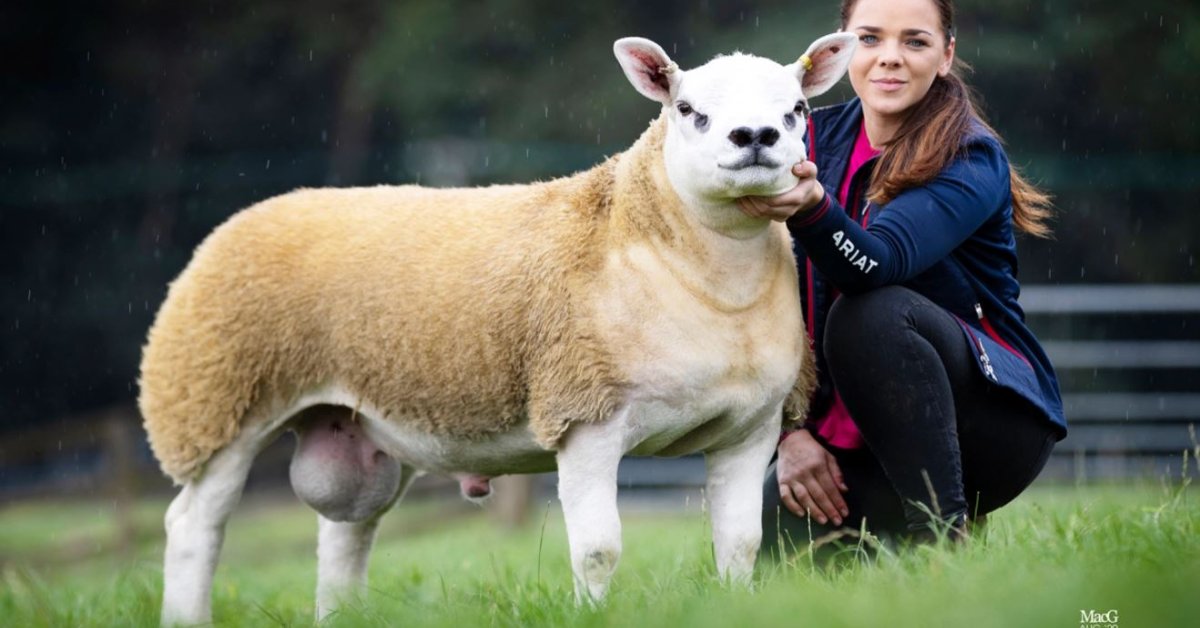 World's Most Expensive Sheep Was Just Sold For Rs 3.57 Crore