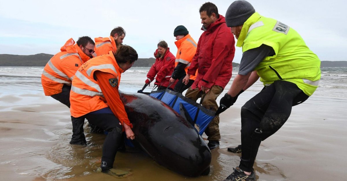 470 Pilot Whales Mysteriously Stranded And Stuck On The Beach, At Least 380 Are Dead