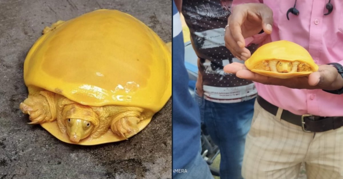 Rare Yellow Turtle Found In India With A Banana-Like Color