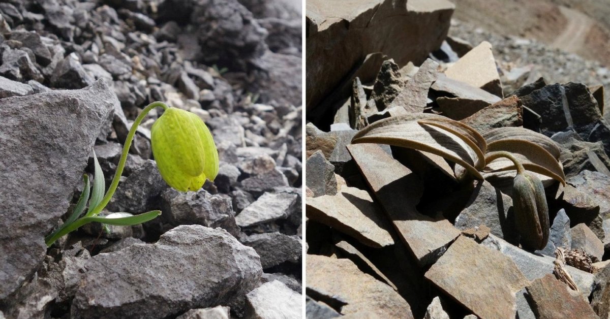 This Chinese Plant Evolves To Be Invisible To Humans For Survival