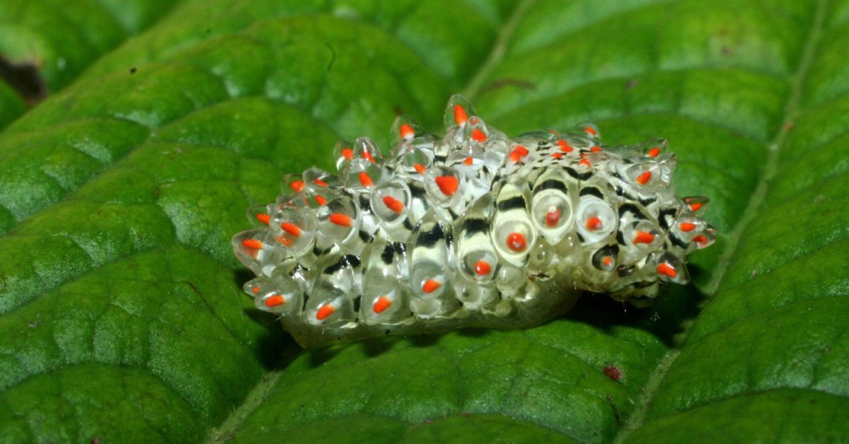 Jewel Caterpillar – The World’s Most Stunning Caterpillar
