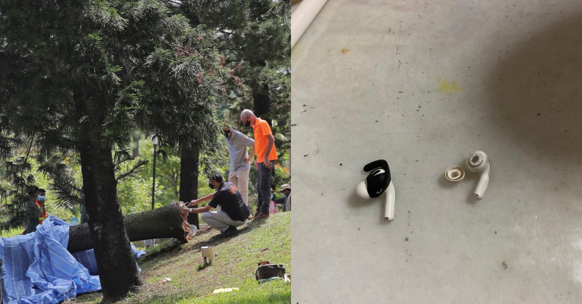 Woman Killed By Falling Tree While Wearing Noise-Cancelling Earbuds