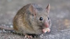 This AI Translation Tool Helps You Understand The Language Of Mice
