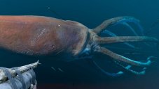Scientists Found A Giant Squid Deep Down The Ocean, And Here's How It Looks