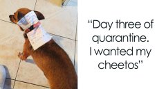 Amid Lockdown, Man Sends Dog To Do Grocery Shopping