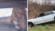Man Arrested For Trying To Teach His Dog How To Drive
