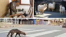 Amid COVID-19 Pandemic, Wild Animals Take Over Cities Just Like In Sci-Fi Movies