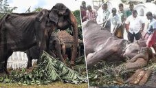 Elephants Chained And Starved To D.e.a.t.h In Thailand When Tourism Collapses Under CO.VID-19 Lockdown