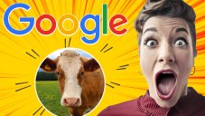 Google Doesn't Fear Bugs, It Fears...Cows