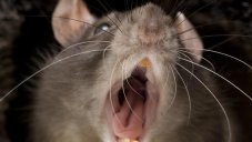 Cannibal Rats Attack Humans As Food Source Runs Dry Due To COVID-19