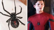 Boys Let Poisonous Spider Bit Them To Turn Into Spider-Man, Hospitalized