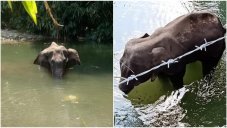 Utmost Cruelty: Pregnant Elephant Died In Terrible Pain After Someone Fed Her Pineapple Filled With Explosives
