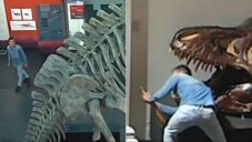 Man Broke Into Museum Amid COVID-19 To Take Selfies With Dinosaurs