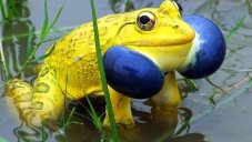 Yellow Indian Bullfrogs Take Over Narsinghpur, Twitter Went Wild With Amazement
