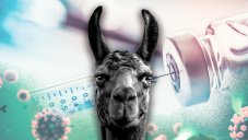 Llama-Based 'Antibody Cocktail' Can Treat COVID-19 Patients In Severe Condition