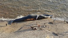75Ft Giant Dead Blue Whale Washed Up Near A Beach In Indonesia