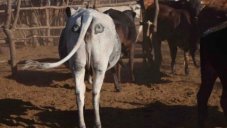Painting Eyes On A Cow's Butt Saves It From Being Attacked By Predators