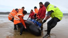 470 Pilot Whales Mysteriously Stranded And Stuck On The Beach, At Least 380 Are Dead