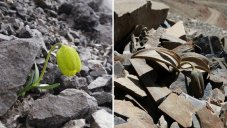 This Chinese Plant Evolves To Be Invisible To Humans For Survival