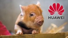 Huawei Moved Into Pigs Farming As Smartphone Sales Dip