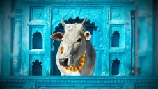 India's Cow Science Exam 2021 Postponed After Receiving Backlash