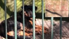 China Zoo Tried To Pass Off A Dog As Wolf Because It's Cheaper, Thinking People Won't Complain