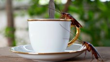 Coffee Lovers Beware! You Might Be Drinking Ground-Up Cockroaches, This Doctor Warns