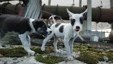 Not Radiation: What Is Causing the Strange Genetic Evolution of Chernobyl’s Dogs?