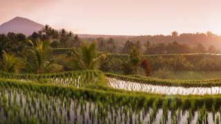 The First Rice Bank In The World Has Been Established