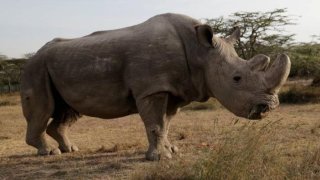 It’ll Take Humanity 7 Million Years To Bring All The Endangered Animals Back