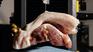 Pork Got Stabbed By Cactus Spines For The Sake Of Science