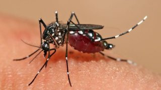Google's Parent, Alphabet, Has Found A Way To Eliminate Mosquitoes