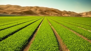 Indian Startup Boosts Crop Yields And Quality By Using AI