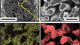 Cotton-Based Biofuel Cell: A New Solution To Power Implantable Medical Devices