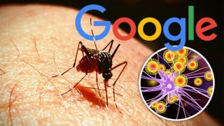 Alphabet And Its Effort To Remove Mosquitoes All Over The World