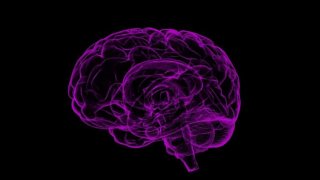 A New Study: Does Bigger Brain Mean More Intelligence?