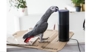 A Parrot Used Alexa Assistant To Order Items From Amazon