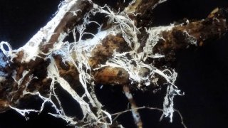 Fungi Is The Latest And Probably Ultimate Solution To CO2 Problem