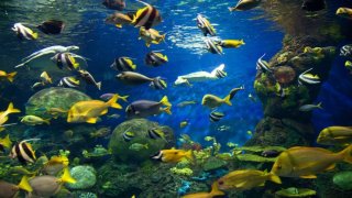 AR Technology Help Researchers Learn More About Animals