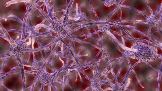 Rerouting Nerves To Reduce Amputees' Phantom Limb Syndrome