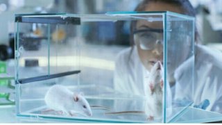 Chinese Scientists Control Cyborg Rats By Brain-To-Brain Interface